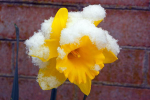 daffodil in snow